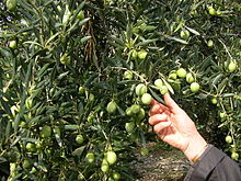 The Ascolana Tenera cultivar, essential in the preparation of the Oliva Ascolana del Piceno DOP Cueillette-olives-vertes.jpg