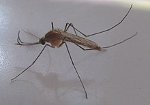 Adult Culex mosquito Culex mosquito (4620846673).jpg