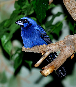 Ultramarine Bishop, male (Cyanocompsa brissonii)