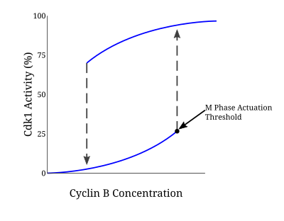 CyclinB-Cdk1 Hysteresis Graph CyclinB-Cdk1 Hysteresis Graph.svg