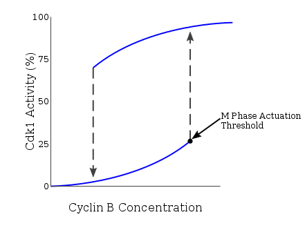Mitotic Cyclin Concentration shows hysteresis and bistability relative to Cdk1 Activation CyclinB-Cdk1 Hysteresis Graph.svg
