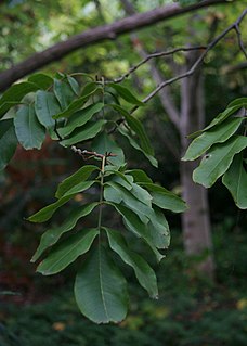 <i>Cyclocarya</i> species of plant