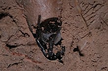 A trapdoor spider in the genus Cyclocosmia, an ambush predator Cyclocosmia sp. in burrow (Marshal Hedin).jpg
