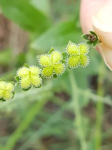 Cynoglossum lanceolatum01.jpg