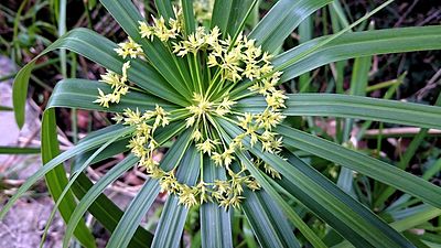 Cyperus