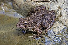 Кипрская водяная лягушка (Pelophylax cypriensis) .jpg