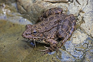 True frog Family of frogs