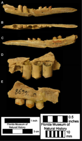 Fossilized mandible in multiple views of the Pleistocene Dasypus bellus, or beautiful armadillo D. bellus jaw.png