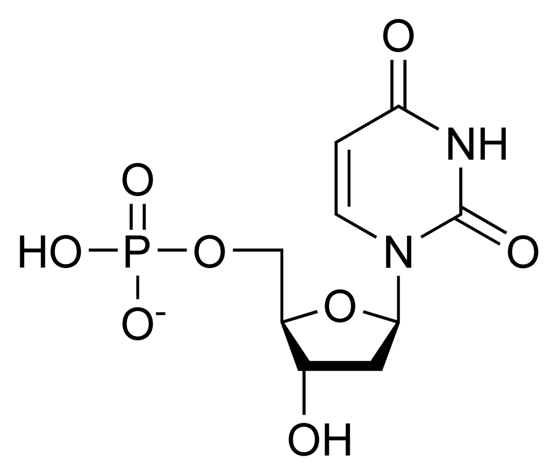 Monofosfato de deoxiuridina