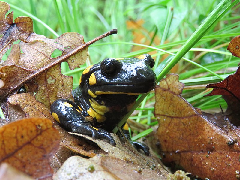 File:Daždevnjak - Salamandra salamandra1.jpg