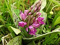 Dactylorhiza majalis Germany - Ittersbach