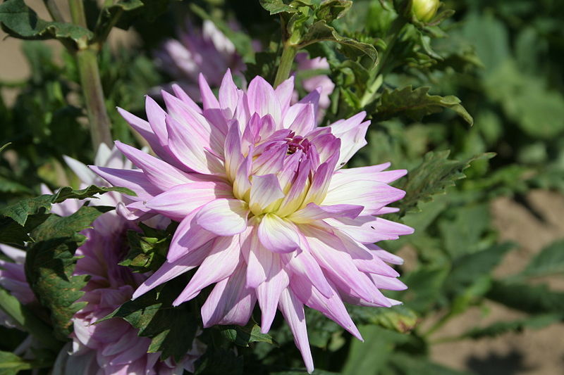 File:Dahlia Karma Amanda.JPG