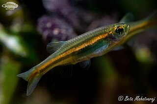 <i>Danio jaintianensis</i> Species of fish