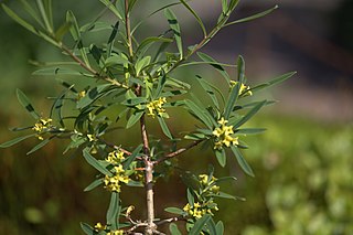 <i>Daphne giraldii</i> Species of shrub