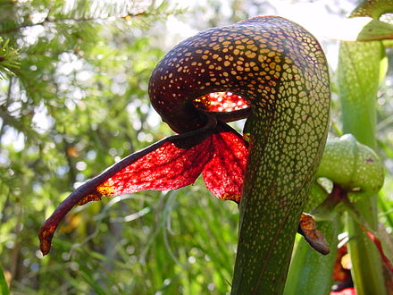 Darlingtonia californica: note the small entrance to the trap underneath the swollen "balloon" and the colourless patches that confuse prey trapped inside.
