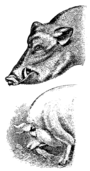 čiernobiela kresba, pohľady zboku: hore tmavá hlava diviaka, dole predná časť (predné nohy, plecia, krk a hlava) veľmi tučnej veľmi bledej domácej (žerúcej) svine