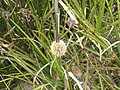 Dasypogon bromeliifolius 2007-10-09