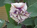 Datura metel 'Flore pleno' Close-up