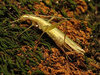 Oecanthus exclamationis