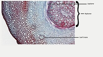 Section of a Dawsonia stem. The cylinder of hydrome can be seen in the centre, and a ring of leaf traces can be seen outside the cylinder Dawsonia stem.jpg