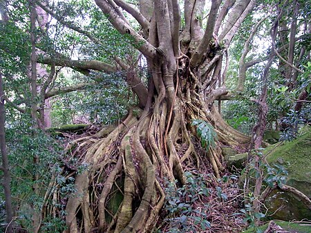 Tập_tin:Deciduous_Fig_Foxground_NSW_Australia.JPG