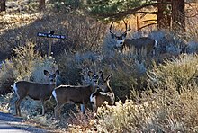 Mule deer on Swall Meadows Road Deer herd in Swall Mdws close.jpg