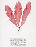 Vignette pour Delesseriaceae