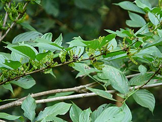 <i>Dendrolobium triangulare</i> Species of legume