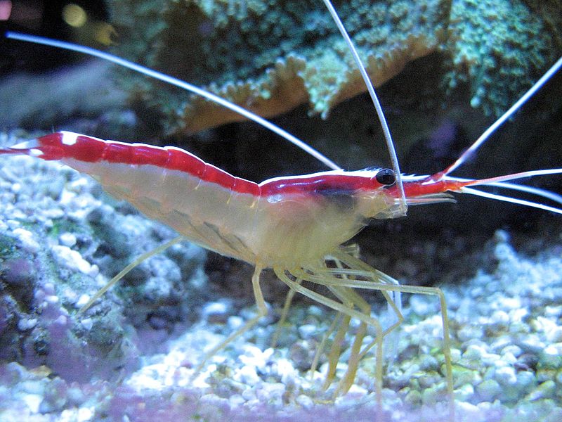 File:Detail of shrimp.jpg