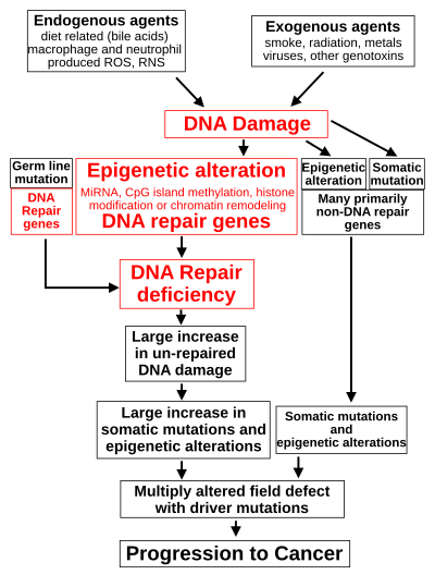 The central role of DNA damage and epigenetic defects in DNA repair genes in carcinogenesis Diagram Damage to Cancer Wiki 300dpi.svg