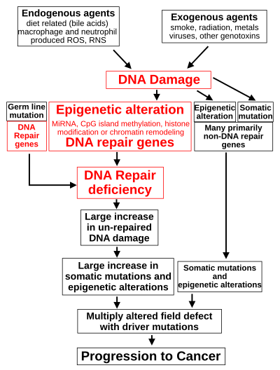 Pathophysiology Of Lung Cancer In Flow Chart