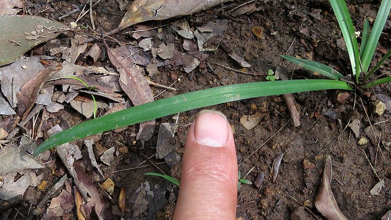 File:Dianella caerulea leaf about 130 x 6 mm (13798329234).jpg