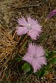 Dianthus gallicus (gallische Nelke)