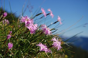 Sternberg's Carnation (Dianthus sternbergii)