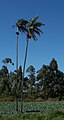 two palms in a cabbage field