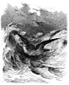 Die Gartenlaube (1858) b 725.jpg Der Eisturmvogel