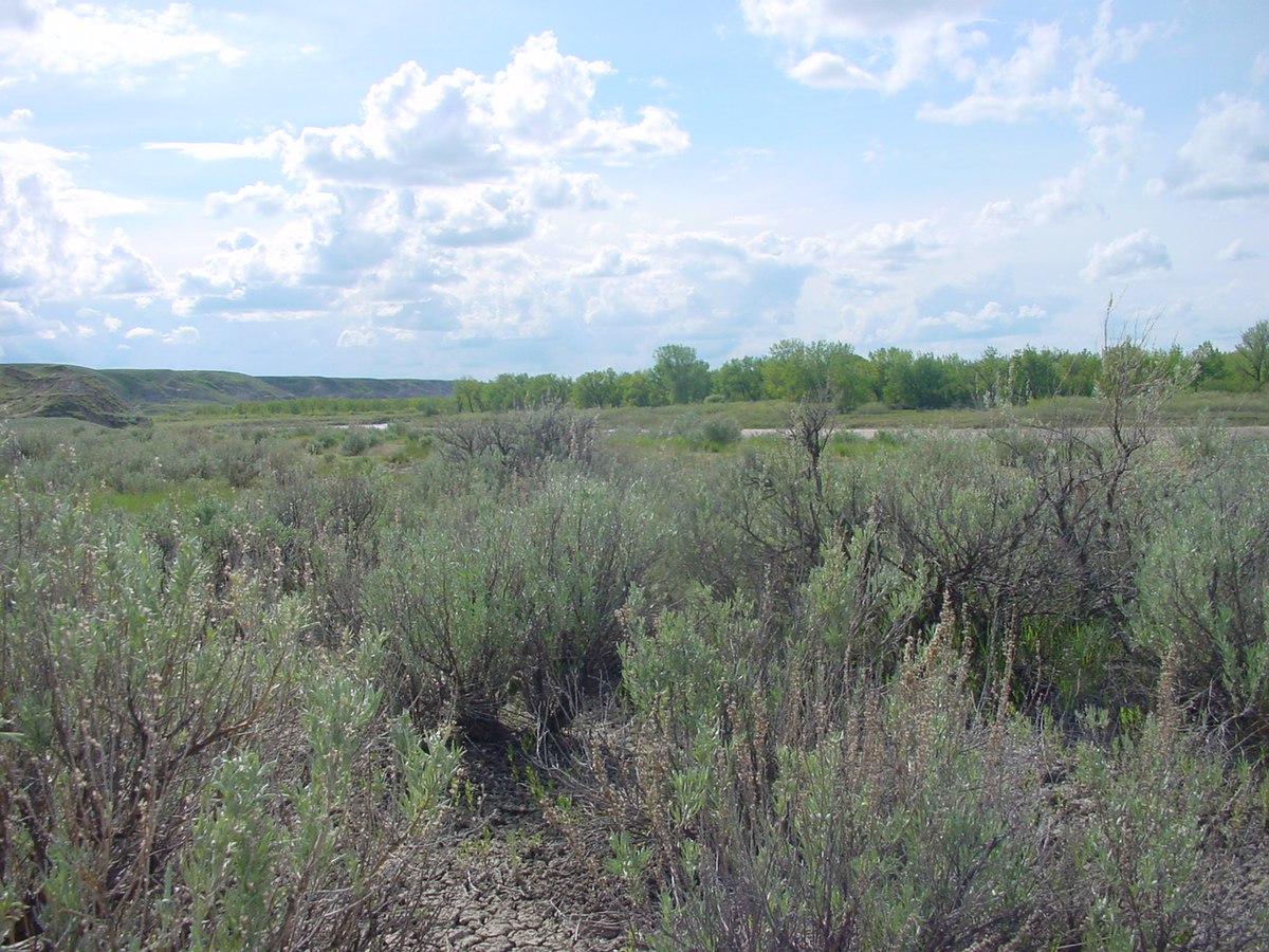 Silver Lining' - White Sagebrush - Artemisia hybrid