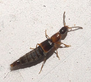<i>Diochus schaumii</i> Species of beetle