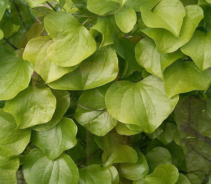 File:Dioscorea elephantipes 03 ies.jpg