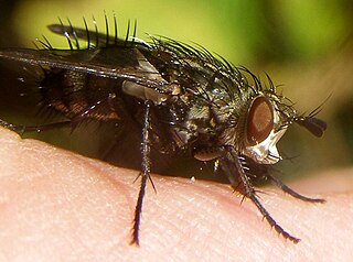 <i>Linnaemya picta</i> Species of fly