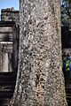 カンインビュ（Dipterocarpus alatus）の樹皮