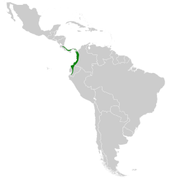 Distribución geográfica del rabudito verde.