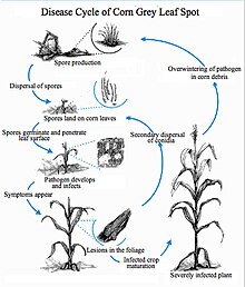 Life cycle of corn grey leaf spot Disease Cycle Corn Grey Leaf Spot.jpg