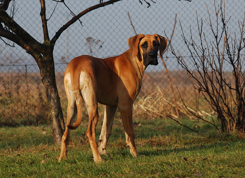 File:Dog 0005.jpg