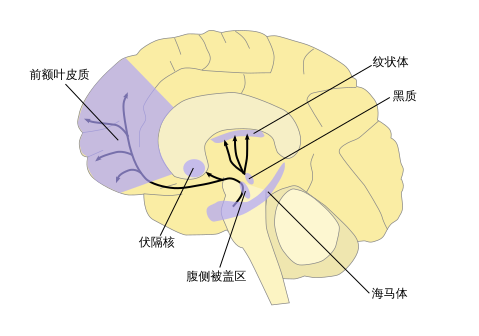 File:Dopamine pathways zh-hans.svg