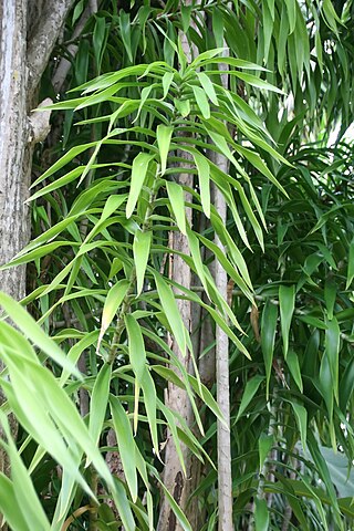 <i>Dracaena americana</i> Species of plant