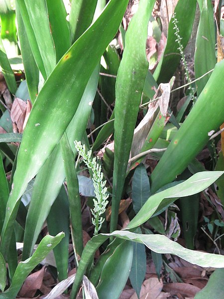 File:Dracaena senegambica 177544361.jpg