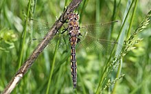 Dragonfly ran-4748 Epitheca cynosura.jpg 