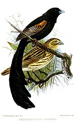 Thumbnail for 1891 in birding and ornithology