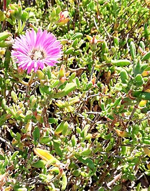 Drosanthemum lavisii - KT 5.jpg